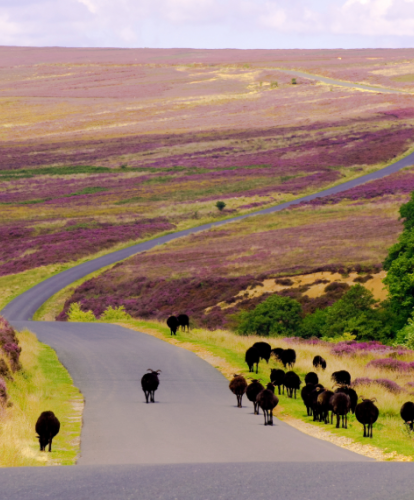 North Moors National Park road with black sheep